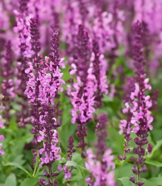Salvia nemorosa 'Sensation Compact Bright Rose'